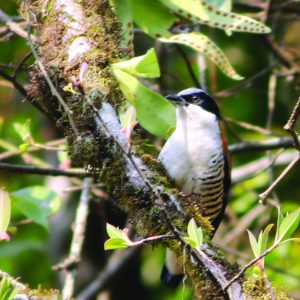 Bhutan East Birding 