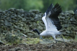 Bhutan black-necked_crane